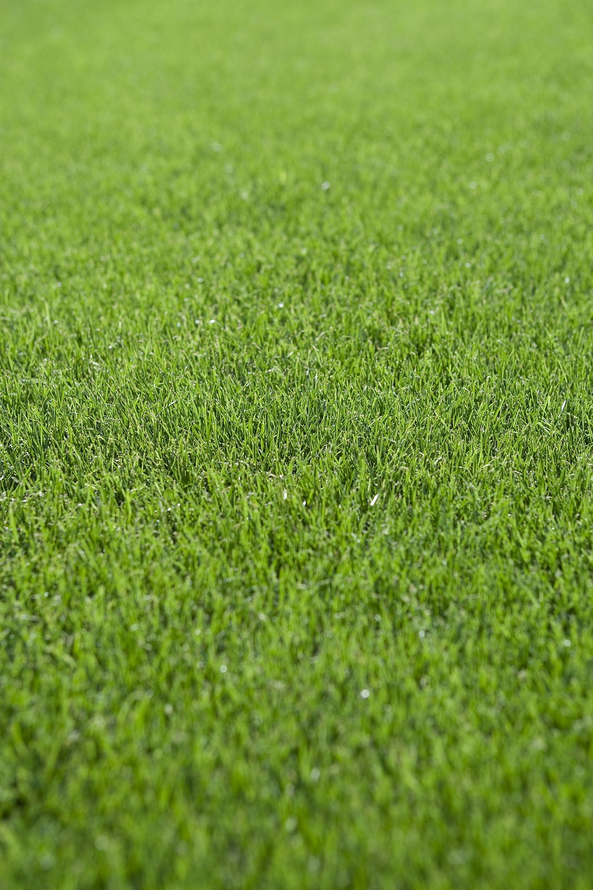 ArizonaRyegrass ArizonaRyegrass