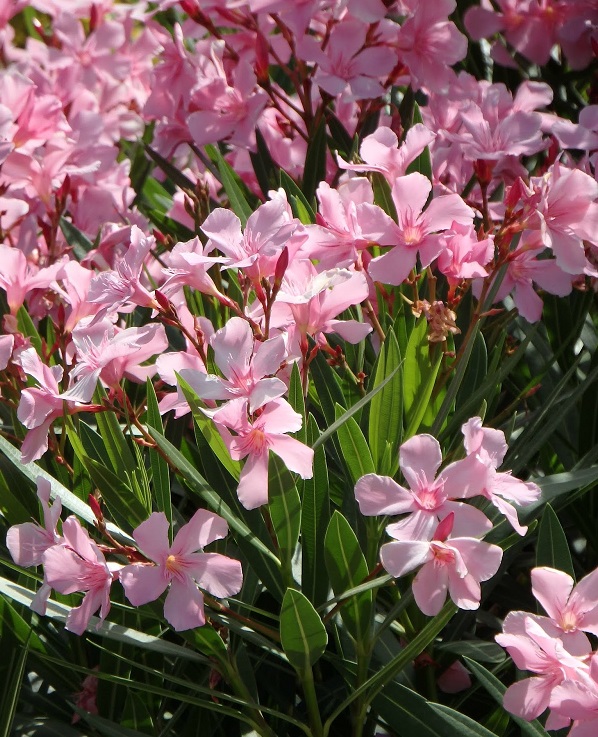 Oleander Oleander