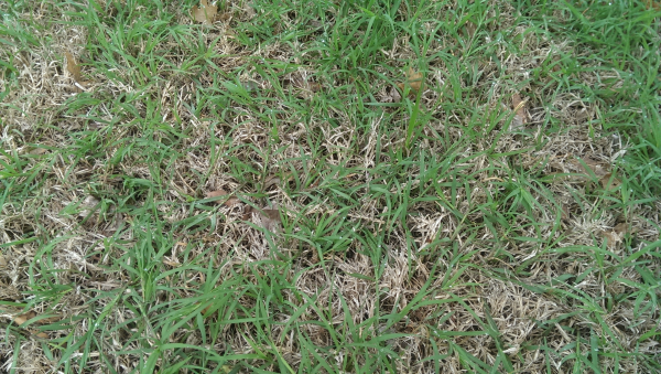SpringBermudaGrass.jpg SpringBermudaGrass.jpg