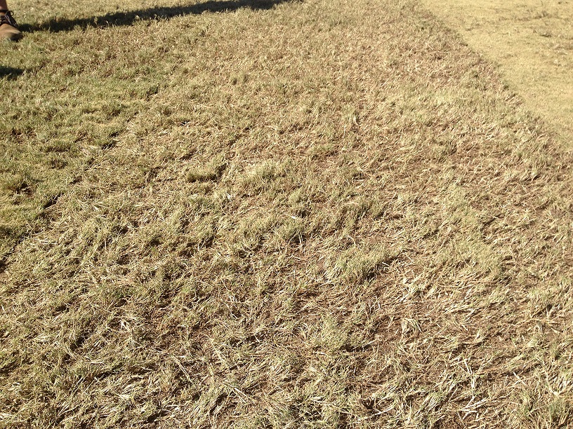 WinterBermudaGrass WinterBermudaGrass