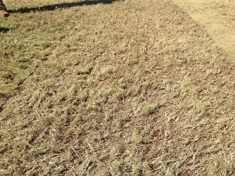 WinterBermudaGrass