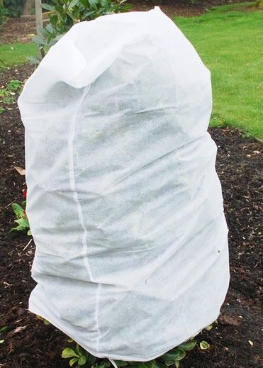 FrostBlanketsFicus FrostBlanketsFicus